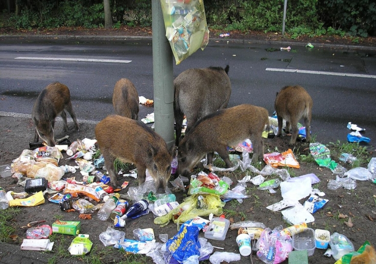 vaddisznó Normafa XII.kerület park