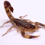 skorpió magyarország behurcolás közösségi kutatás