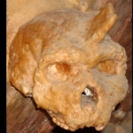 Petralona koponya