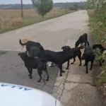 Kutyák támadtak a futónőre