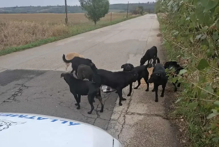 Kutyák támadtak a futónőre