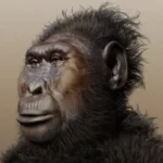 paranthropus-boisei-diotoro-ember