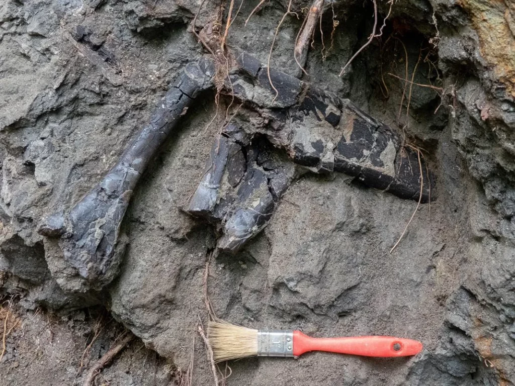 1. Erdély új szenzációja: páratlan dinoszaurusz-lelőhely került elő!