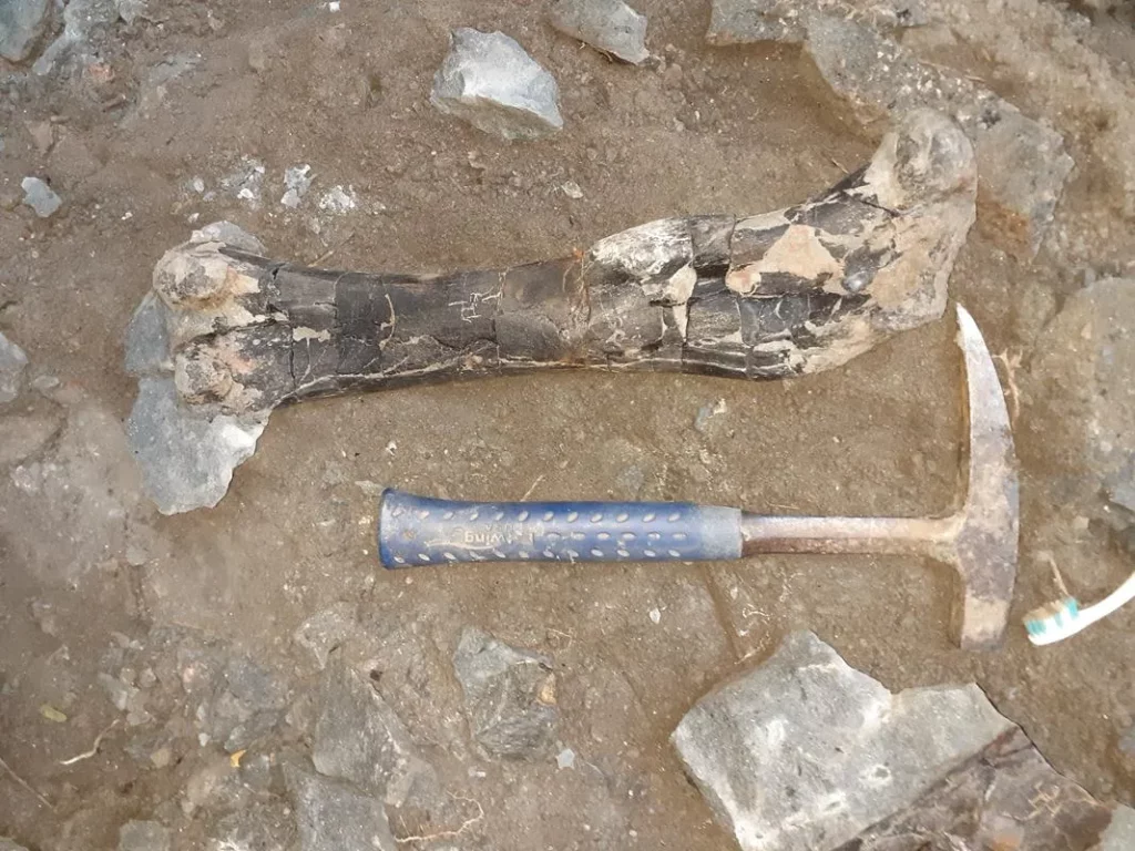 Egy nagyméretű sauropoda dinoszaurusz végtagcsont