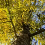gingko-biloba-fa kihalás