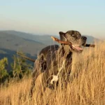 kutya-ember-kapcsolat