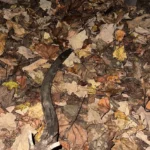 szem-teszt-béka_kicsi