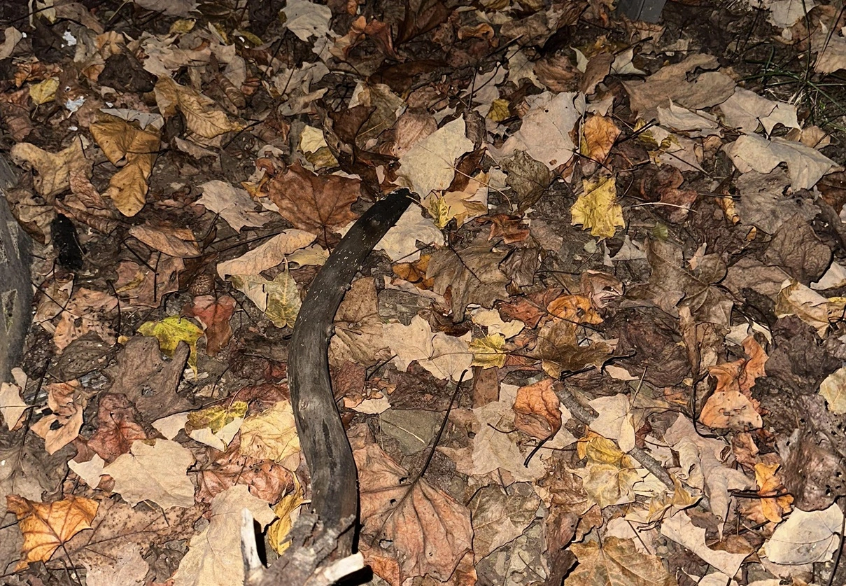 szem-teszt-béka_kicsi