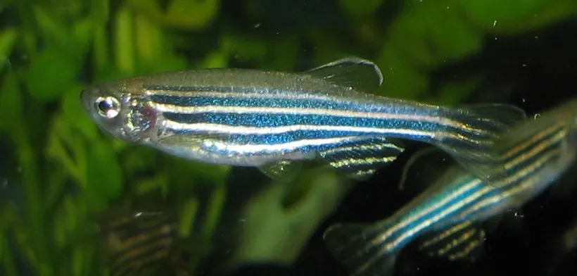zebrafish-zebradanio