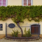 A világ legidősebb szőlőtőkéje