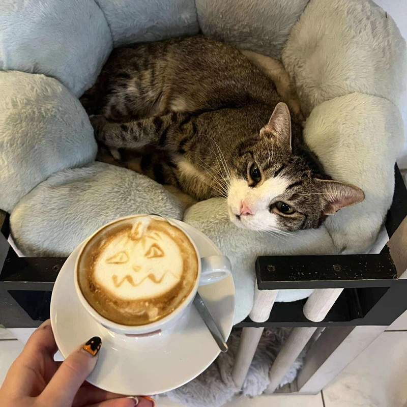 Cat Café Budapest cica cicás kávézó macskás kávéző
