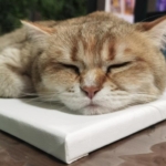 Cat Museum Budapest macskás kávézó budapest cicák cica kávézó