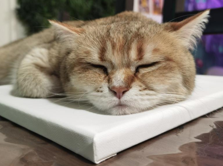 Cat Museum Budapest macskás kávézó budapest cicák cica kávézó