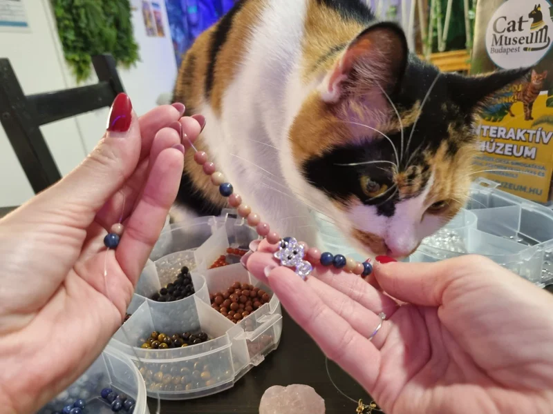 Cat Museum Budapest macskás kávézó budapest cicák cica kávézó