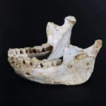 casblanca régészeti lelet marokkó