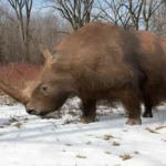 Gyapjas orrszarvú kihalása