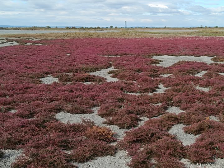 Fertő-Hanság Nemzeti Park magyarország magyar nemzeti parkok