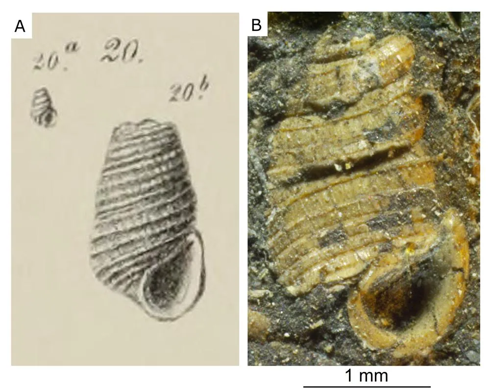 Az Anapomatias klebelsbergi Páll-Gergely, 2025 holotípusa. A bal oldali rajz Tausch (1886) eredeti cikkében jelent meg, azonban ő még nem írta le, csupán "Ajkaia spec." néven hivatkozott rá. A mostani kutatás során sikerült a fajt besorolni az Anapomatias nevű nemzetségbe.