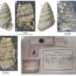 A Brunszvikia gracilis (Tausch, 1886) nevű szárazföldi csigafaj példányai. Bakony