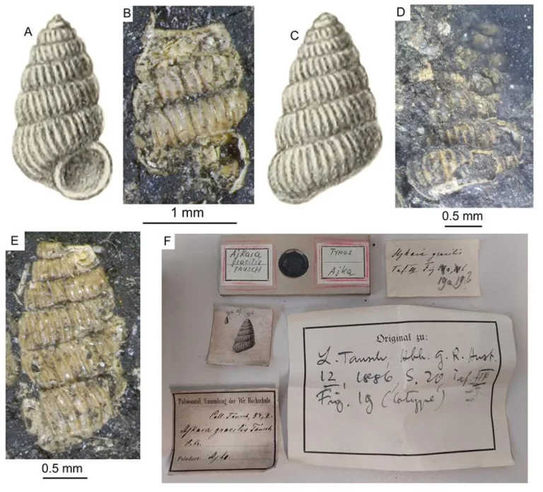 A Brunszvikia gracilis (Tausch, 1886) nevű szárazföldi csigafaj példányai. Bakony