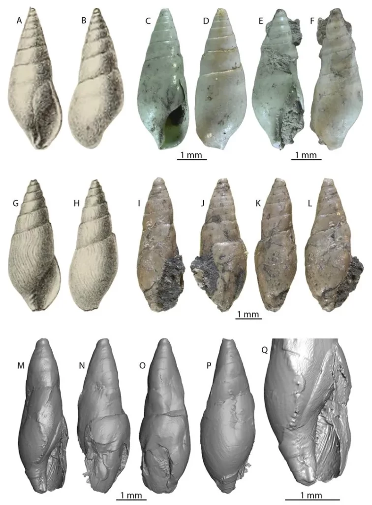 Az összes példány egy vízi fajhoz tartozik (Ptychicula ajkaensis (Tausch, 1886)). A–F: Az eredetileg Melanopsis ajkaensis néven leírt faj eredeti rajza és példányai, G–Q: Az eredetileg Ptychicula specialis néven leírt faj egyetlen ismert példányának eredeti rajza, fotója, valamint CT felvétele.