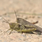 Hatalmas egyiptomi sáskák Magyarországon