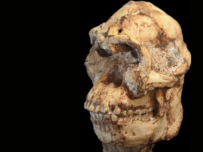 Little Foot koponya őskor ember