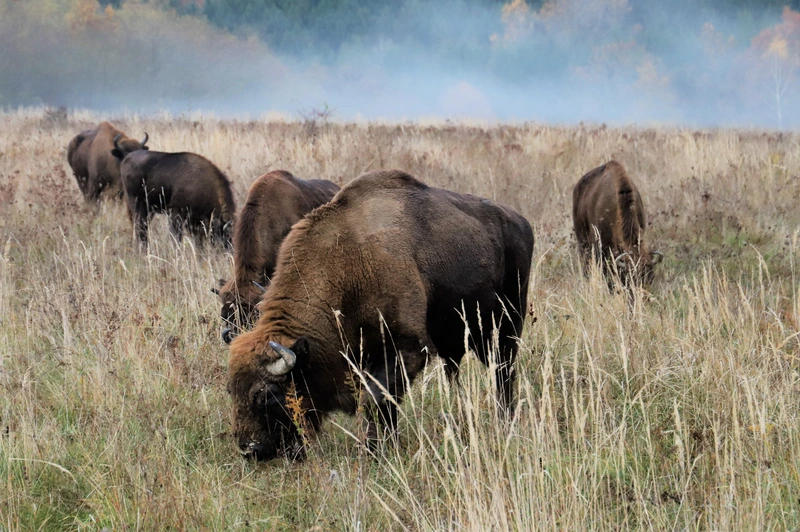 Őrségi Nemzeti Park nemzeti parkok Magyarország