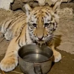 Bemutatkozott a Fővárosi Állatkertben Pablo, a drograzzián megmentett kistigris!