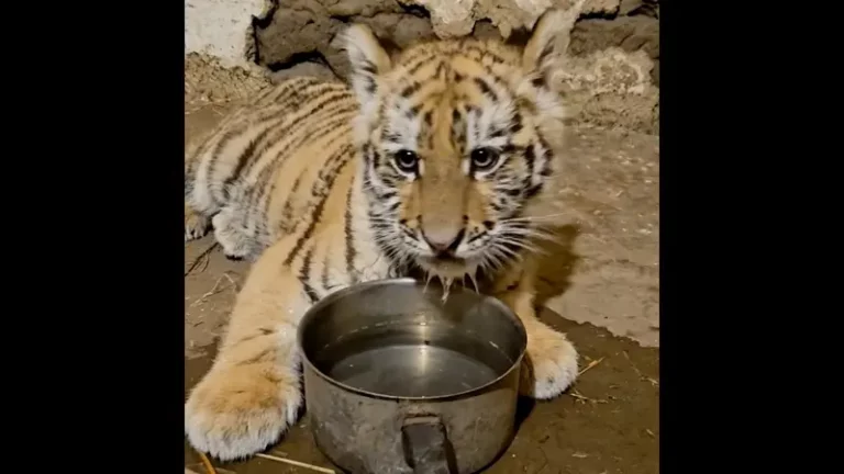 Bemutatkozott a Fővárosi Állatkertben Pablo, a drograzzián megmentett kistigris!