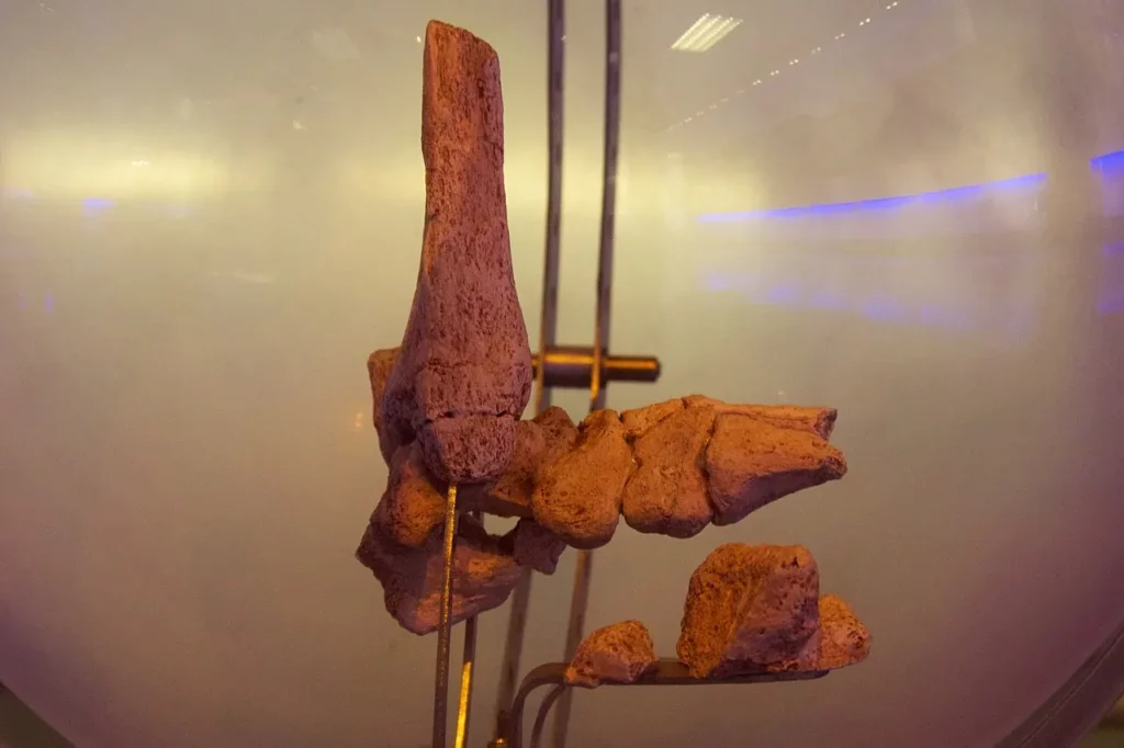 Little Foot koponya őskor ember