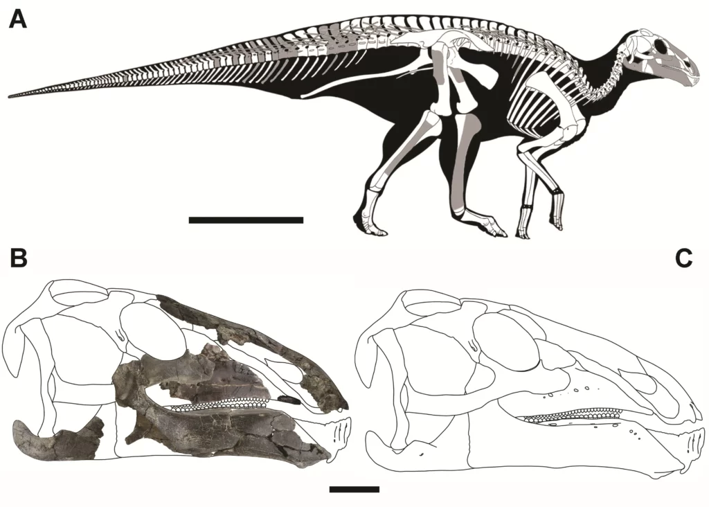 Kryptohadros portréja. Rekonstrukció Pecsics Tibor munkája.