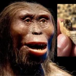 fosszília emberszabású ős eredet