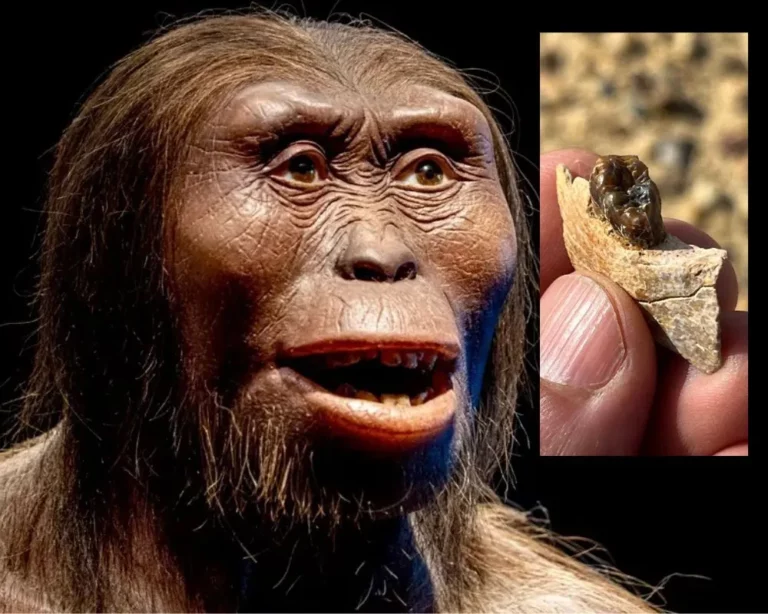 fosszília emberszabású ős eredet