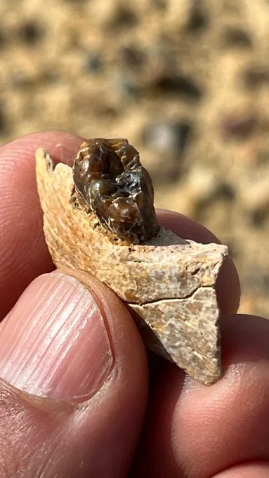 fosszília emberszabású ős eredet