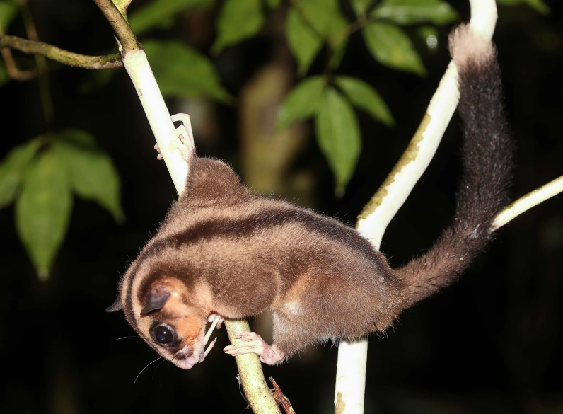 Kihalt állat Új Guinea esőerdő