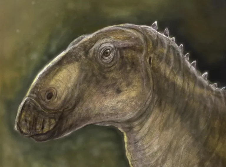 Kryptohadros portréja. Rekonstrukció Pecsics Tibor munkája.