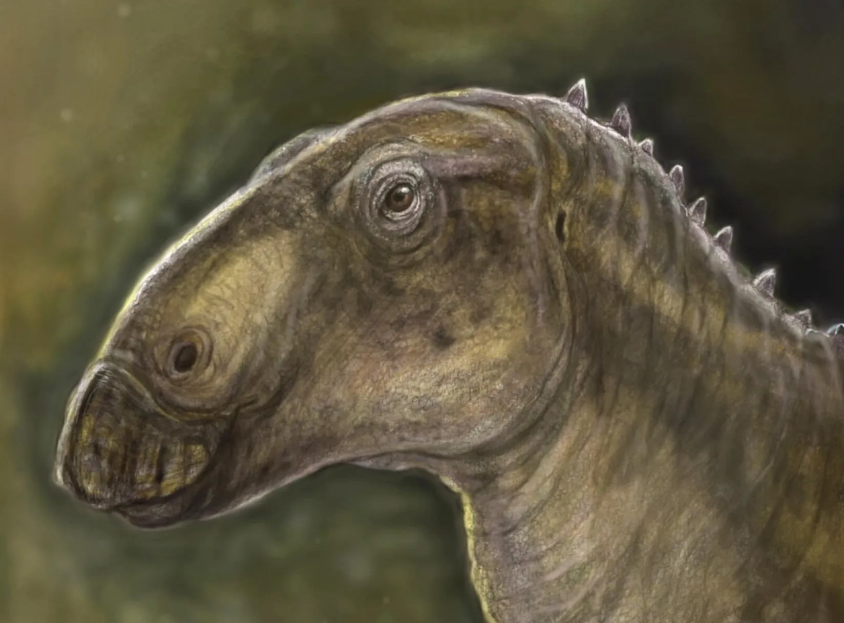 Kryptohadros portréja. Rekonstrukció Pecsics Tibor munkája.