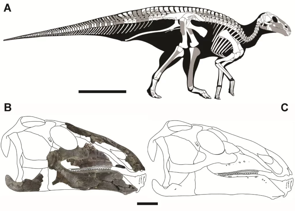 Magyar kutatók új dinoszauruszfajt azonosítottak