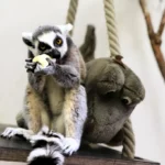 Gyűrűsfarkú maki Szegeden