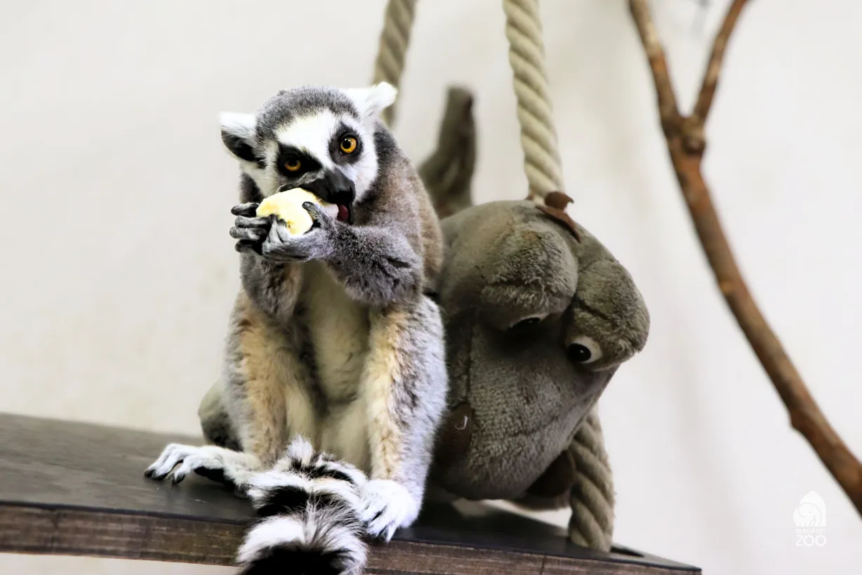 Gyűrűsfarkú maki Szegeden