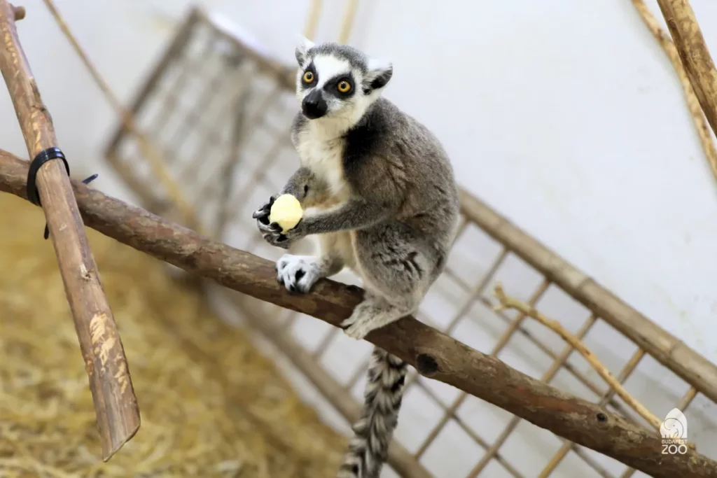 Gyűrűsfarkú maki Szegeden