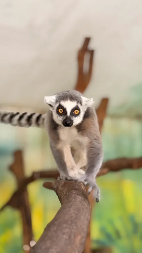 Gyűrűsfarkú maki Szegeden