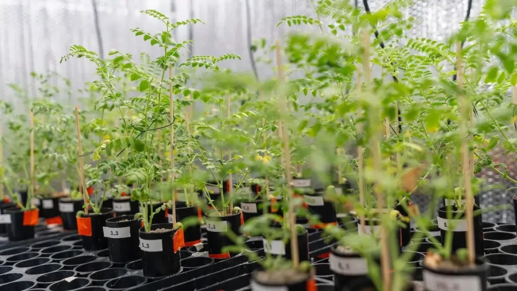 csicseriborsó termesztése a Holdon holdi talaj növénytermesztés