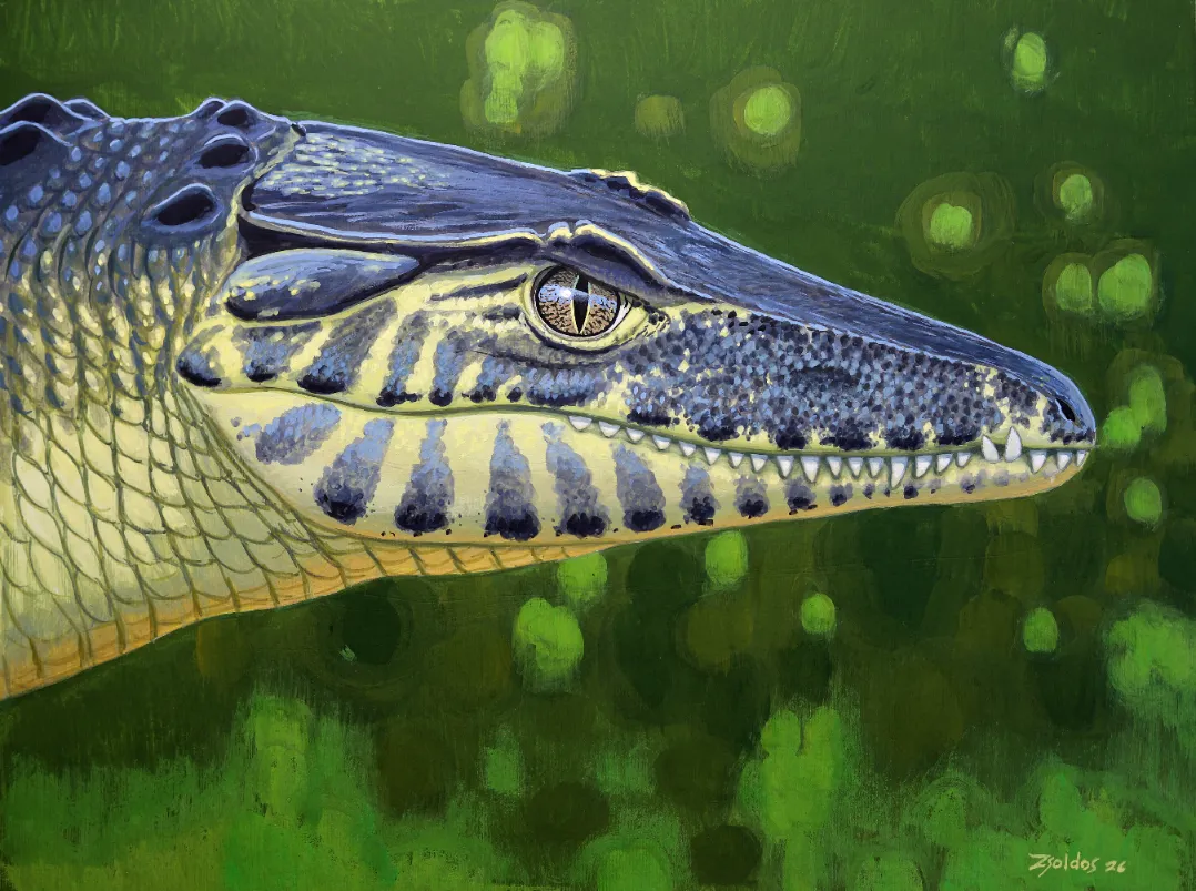 Szárazföldi krokodil