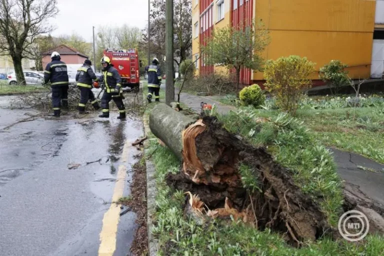 fákat döntött ki a viharos szél