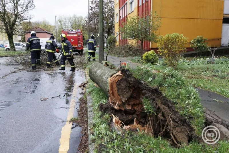 fákat döntött ki a viharos szél