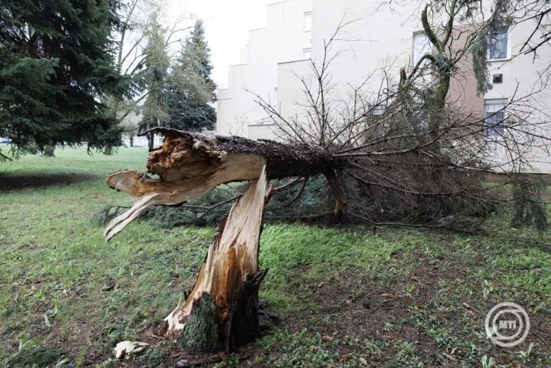 fákat döntött ki a viharos szél