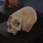 csúcsfejek földönkívüli