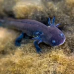 mexikói axolotl orvostudomány gyógyitás regeneráció kísérletek veszélyeztetett faj